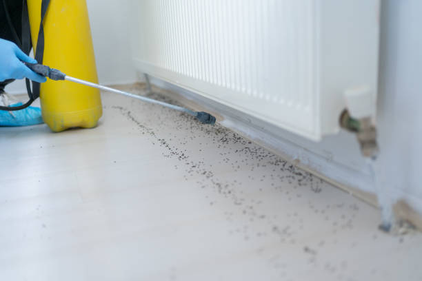 Best Termite Control Services  in Norwood, NY
